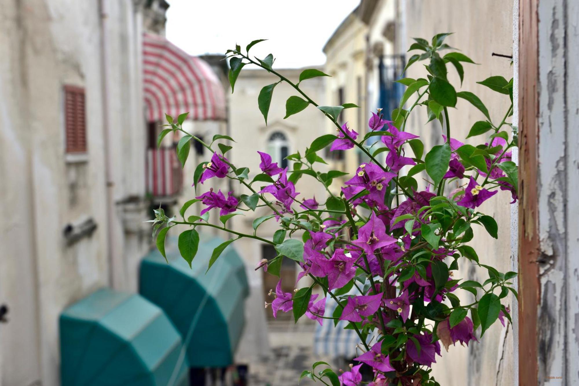 Ciaobari Apartment - Elegant 4 Bedrooms In The Heart Of Old Town Exteriör bild